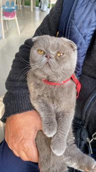 Scottish Fold Oğlumuz Fıstık Kızgınlıkta