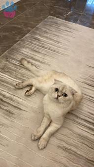 Scottish Fold Oğlumuza Eş Arıyoruz