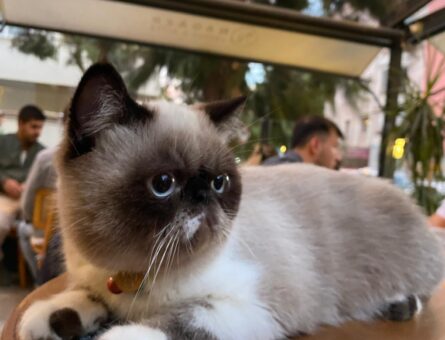 Exotic Shorthair 10 Aylık Oğlum Eş Arıyor