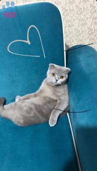 Scottish fold kızıma erkek bir british shorthair arıyorum