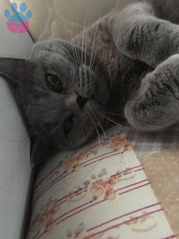 British Shorthair Cinsi Kedi 2 Yaşında Dişi