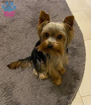 Yorkshire Terrier 2 Yaşında Oğluma Eş Arıyorum