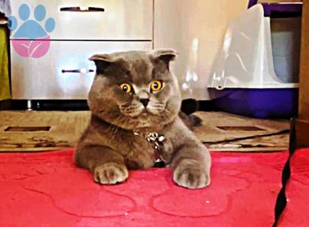 Adana&#8217;da Scottish Fold Oğlumuza Dişi Arıyoruz