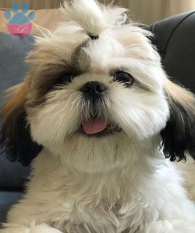 Shih Tzu Oğlumuza Eş Arıyoruz 1 yaşında