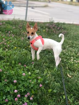 Jack Russell Amy Dişi 1,5 Yaşında Eş Arıyoruz