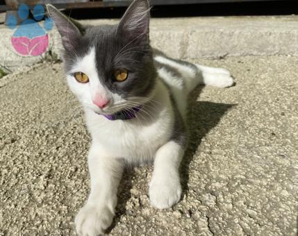 British Shorthair Erkek Kedime Eş Arıyorum