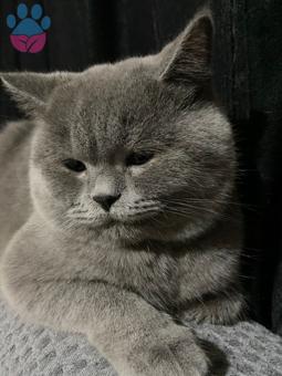 11 Aylık British Shorthair Erkek Kızgınlıkta