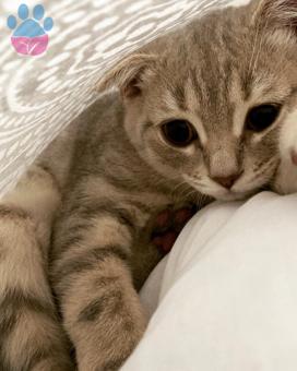 British Shorthair Oğluma Acil Eş Arıyorum