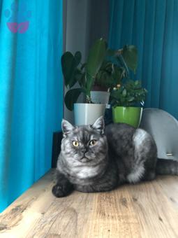 British Shorthair 11 Aylık Oğlumuza Eş Arıyoruz