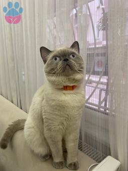 British Shorthair 1,5 Yaşında Kedime Eş Arıyorum