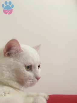 Ankara Kedisi Güzel Oğluma Eş Arıyorum