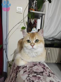 British Shorthair 2 Yaşında Kedime Eş Arıyorum