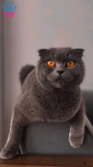 British Shorthair Kızıma Acil Eş Aranıyor