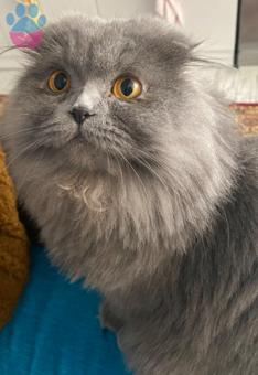 Scottish Fold Longhair Kızımıza Eş Arıyoruz