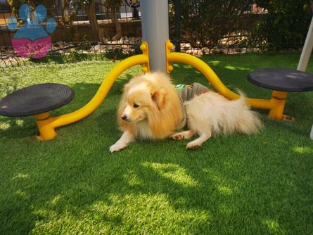 Pomeranian Mix Köpeğimi Çiftleştirmek İstiyorum