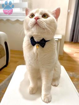 British Shorthair Oğluma Eş Arıyorum