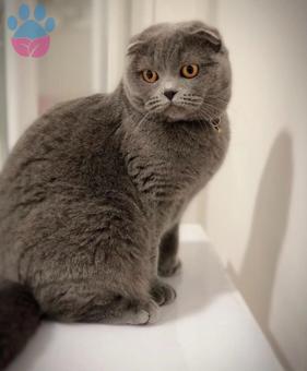 2 Yaşında Scottish Fold Kızımıza Eş Arıyoruz