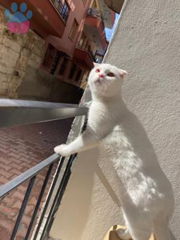 Scottish Fold 9 Aylık Oğlumuz İçin Eş Arıyoruz