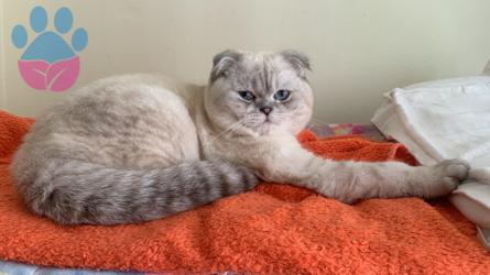 Scottish Fold 1.5 Yaşında Kedime Eş Arıyorum