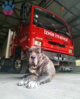 Erkek Cane Corso