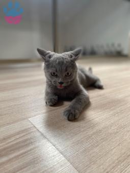 British Shorthair Kedime Eş Arıyorum