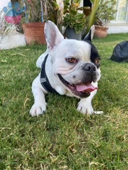 French Bulldog 2 Yaşında Oğluma Eş Arıyorum