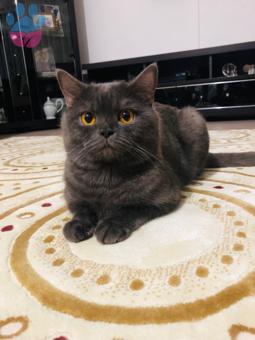 British Shorthair 1 Yaşında Kedime Eş Arıyorum