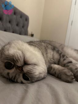 Scottish Fold Kedim Eş Arıyor