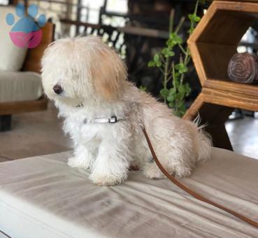 Maltipoo 1 Yaşındaki Kızımıza Eş Arıyoruz