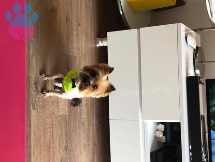 Yorkshire Terrier Oğluma Gelin Arıyorum ?