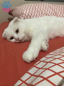 Scottish Fold Cinsi Oğlumuz Pablo&#8217;ya Eş Arıyoruz