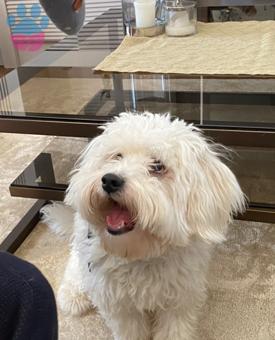 Maltese Terrier Yakışıklımıza Dişi Arıyoruz