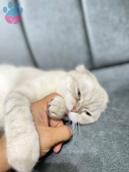 Scottish Fold Kedime Eş Arıyorum