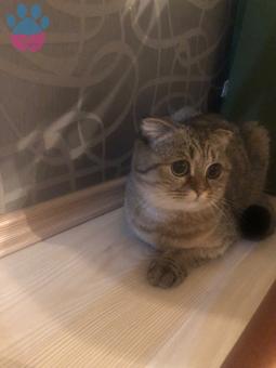 Scottish Fold 10 Aylık Kızıma Eş Arıyorum