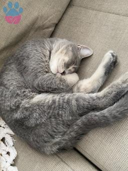 British Longhair 8,5 Aylık Kedime Eş Arıyorum
