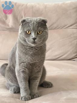 Scottish Fold 11 Aylık Oğluma Eş Arıyorum