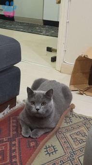 British Shorthair Yakışıklı Oğluma Eş Arıyorum