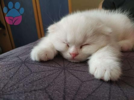 Scottish Fold Oğlumuza Gelin Arıyoruz