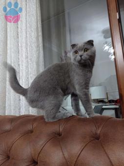 Scottish Fold Cinsi Oğlumuza Eş Arıyoruz