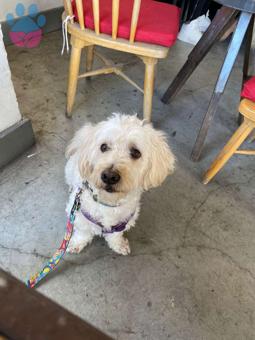 Maltese Terrier Bal Oğluma Eş Arıyorum