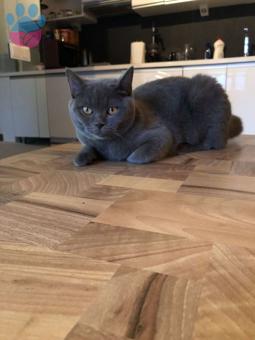 British Shorthair Yakışıklı Oğluma Güzel Bir Eş Arıyorum