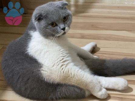 Scottish Fold Oğlumuza Dişi British Kedi Arıyoruz