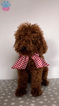 Toy Poodle Red Brown Oğlumuza Eş Aranıyor