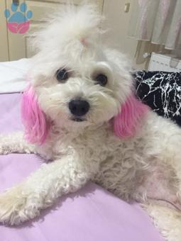 Maltese Terrier 1 Numara Kızıma Eş Arıyorum