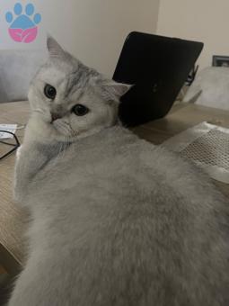 British Shorthair Oğluma Eş Arıyorum