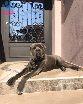 Oğlum, Parsıma Kendi Cinsinde (Cane Corso) Eş Arıyorum