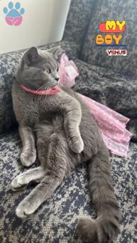 British Shorthair Oğlumuza Eş Arıyoruz