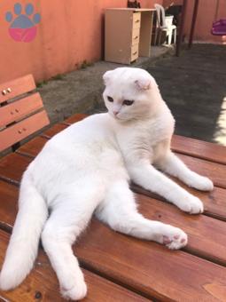 Scottish Fold Cinsi Miokeme gelin