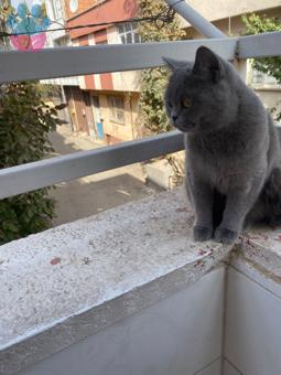 British Shorthair 2 Yaşında Kedime Eş Arıyorum