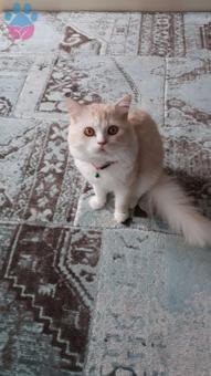 British Shorthair Erkek Kedi